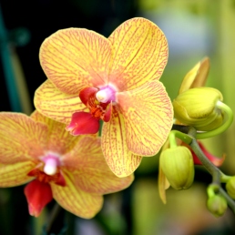orchid_2